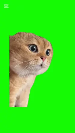 TALKING CAT MEME