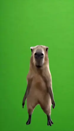 meme capybara 