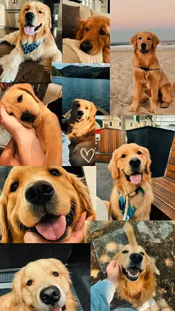 YOUR PET ❤️🩹