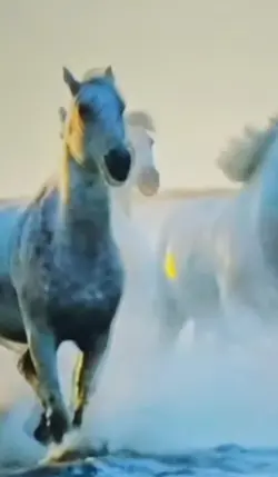 chevaux 