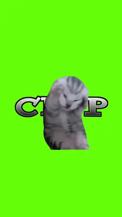 The cat is angry