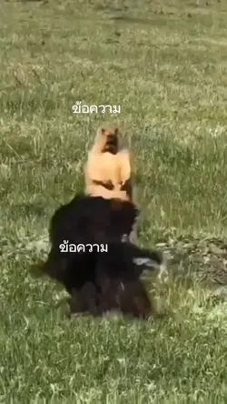 มีม2ข้อความ