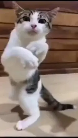 Boxing cat 