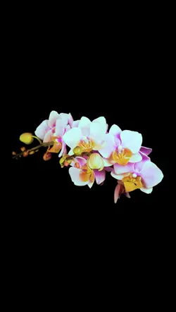 Fleur 