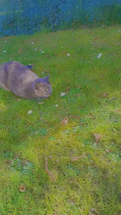 Mon chat