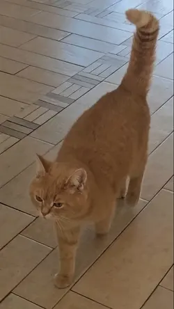SIMBA