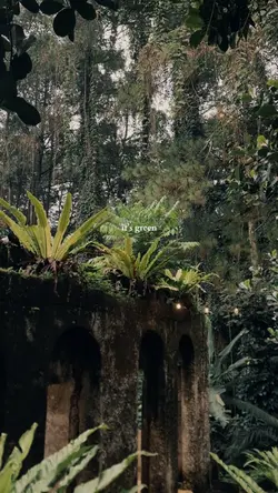 Green forest