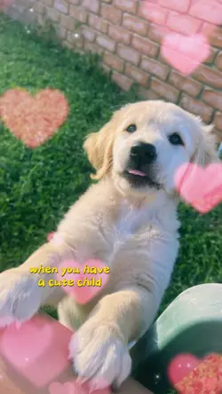 my cute dog