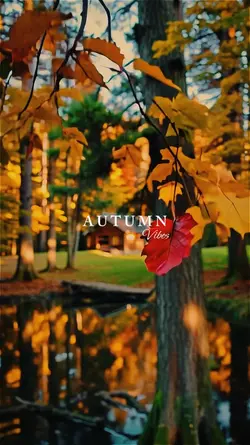 Autumn vibes
