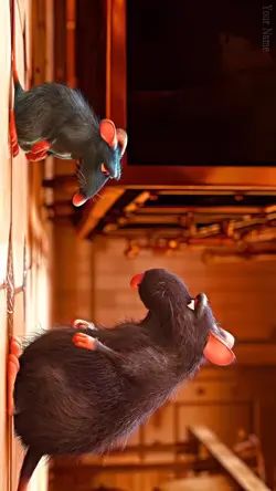 Animated 4k Movie 