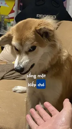 Sống 1 kiếp chó đừng