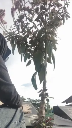 kembalikan lagi