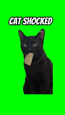 Cat shocked 