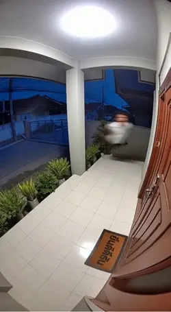Fly