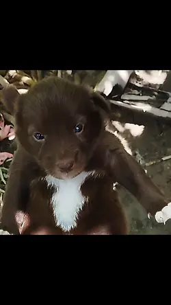 Anjing lucu
