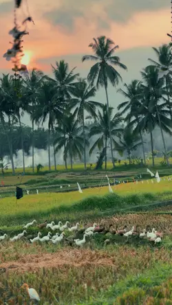 Alam 🌱 | Nature 