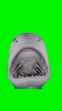Silly Shark Meme