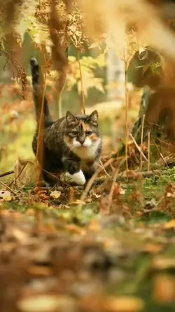 Kucing Lucu 