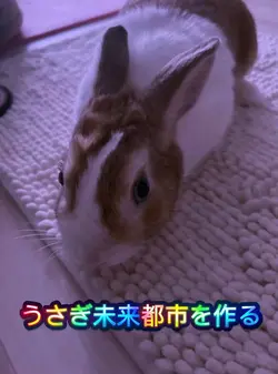 うさぎ未来都市を作る