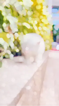 super Slomo template