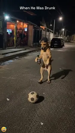 Funny Dog 