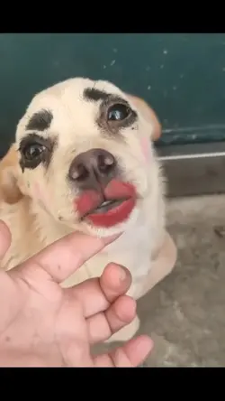 anjing lucu 