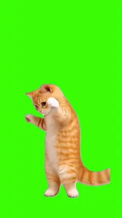 Cat/Gato