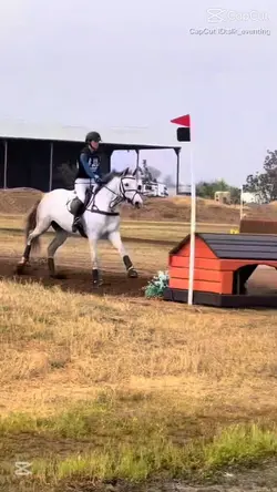 horses