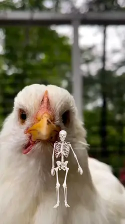 skeleton 