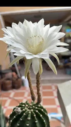 cactus 