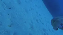 Évasion sous-marine 