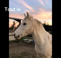 Montage cheval 