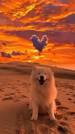 Cute dog video 