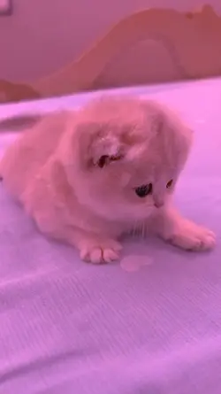 kote