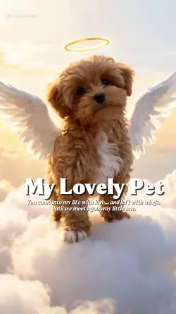 My Lovely Pet