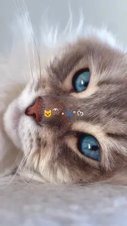 Cat Lovers