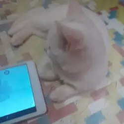 hhh