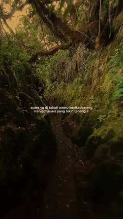 1 video forest