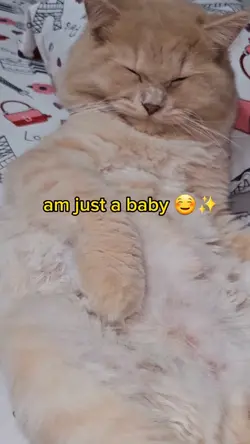 baby cat