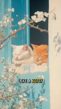 Meow Meow Meow