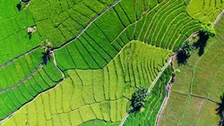 Green Therapy 