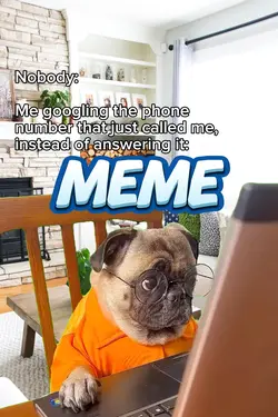 Dog on Laptop Meme