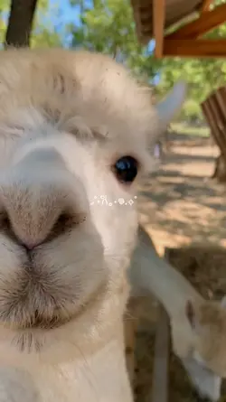 mini vlog