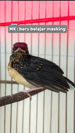 The Power Of Masking