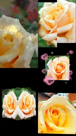 Lovely rose