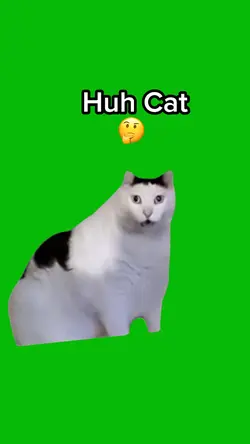 Huh Cat 🤔