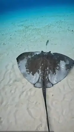 Ikan target