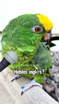 Inglés bienTraducido