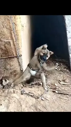 ScaryCat 