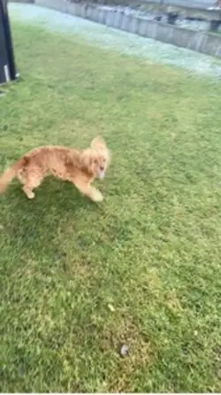Doggo tricks💖